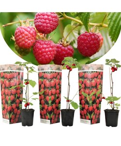 Frambozenplant - Set van 3 - Frambozenstruik - Pot 9cm - Hoogte 25-40cm