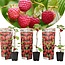 Himbeerpflanze - 3er Set - Rubus ideaus - Topf 9cm - Höhe 25-40cm