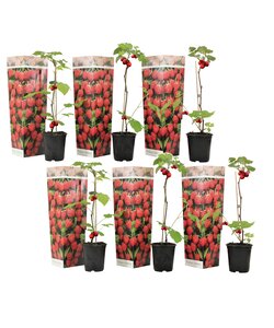 Frambozenplant - Set van 6 - Frambozenstruik - Pot 9cm - Hoogte 25-40cm