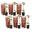 Roślina malinowa - Zestaw 6 sztuk - Krzew maliny - ⌀9cm - Wysokość 25-40cm