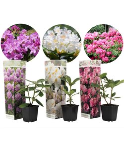 Rhododendron - 3er Mischung - Lila, weiß & Rosa - Topf 9cm - Höhe 25-40cm