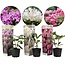 Rhododendron - 3er Mischung - Lila, weiß & Rosa - Topf 9cm - Höhe 25-40cm