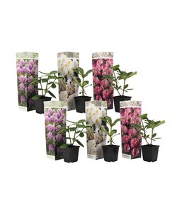 Rododendro - Mix di 6 -Viola, bianco, rosa -Giardino - Vaso 9cm -Altezza 25-40cm