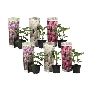 Rhododendron - Mix of 6 - Purple, white, pink - ø9cm - Height 25-40cm