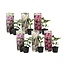 Rododendro - Mix di 6 -Viola, bianco, rosa -Giardino - Vaso 9cm -Altezza 25-40cm