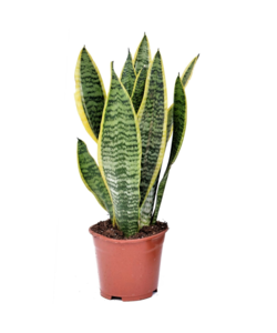 Sansevieria Futura Superba - Gelblicher Bogenhanf - Topf 12cm - Höhe 35-40cm