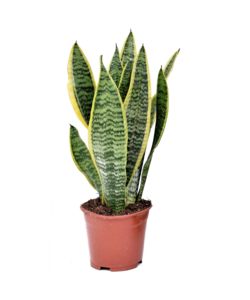 Sansevieria laurentii - Bajonetplante - ø12cm - Højde 30-40cm