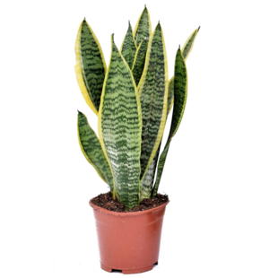 Sansevieria Futura Superba - Gelblicher Bogenhanf - Topf 12cm - Höhe 35-40cm