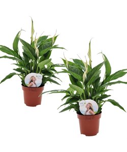 Spathiphyllum 'Lepelplant' - Set van 2 - Pot 12cm - Hoogte 30-40cm