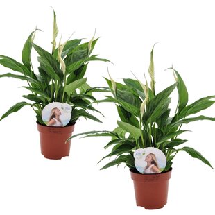 Spathiphyllum 'Piece Lily' - Set of 2 - ø12cm - Height 30-40cm