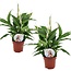 Spathiphyllum Ske Plante - Sæt med 2 - Fredslilje - ø12cm - Højde 30-45cm