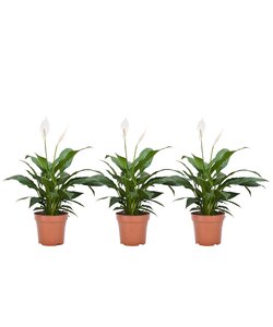 Spathiphyllum Ske Plante - Sæt med 3 - Fredslilje - ø12cm - Højde 30-45cm