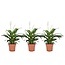 Spathiphyllum Ske Plante - Sæt med 3 - Fredslilje - ø12cm - Højde 30-45cm