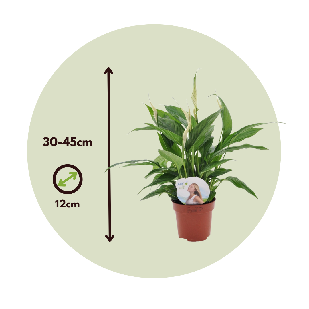 Spathiphyllum 'Spoonplant' - Set di 3 - Vaso 12cm - Altezza 30