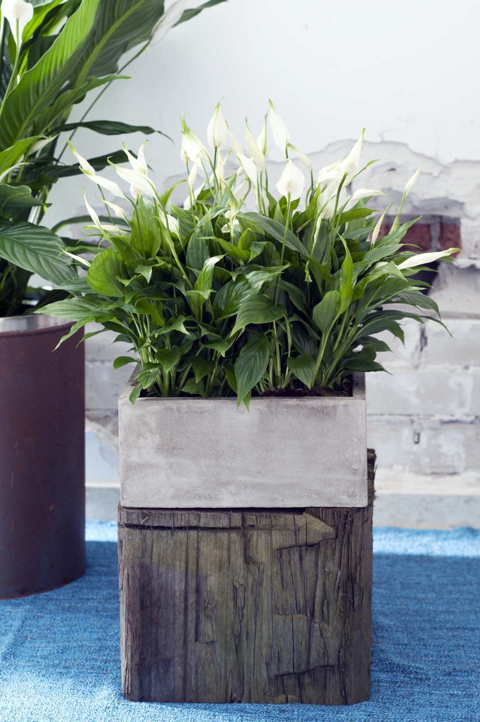 Spathiphyllum composta in Vaso di vetro - Piantala - su