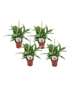 Spathiphyllum 'Spoonplant' - Set of 4 - ø12cm - Height 30-40cm