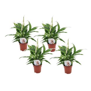 Spathiphyllum 'Spoonplant' - Set of 4 - ø12cm - Height 30-40cm
