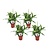 Spathiphyllum Ske Plante - Sæt med 4 - Fredslilje - ø12cm - Højde 30-45cm