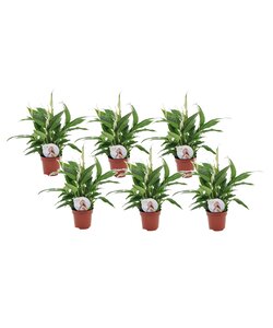 Spathiphyllum Ske Plante - Sæt med 6 - Fredslilje - ø12cm - Højde 30-45cm