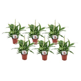 Spathiphyllum 'Lepelplant' - Set van 6 - Pot 12cm - Hoogte 30-40cm