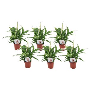 Spathiphyllum 'lys de la paix' - Set de 6 - Pot 12cm - Hauteur 30-40cm