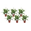 Spathiphyllum Ske Plante - Sæt med 6 - Fredslilje - ø12cm - Højde 30-45cm
