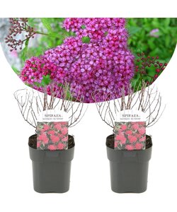 Spiraea Japonica Dark Pink - Set of 2- Pot 17cm - Height 25-40cm