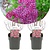 Spiraea japonica 'Anthony Waterer' - Set di 2 - ⌀ 17cm - Altezza 25-40cm