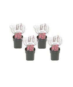 Spirée japonaise Dark Pink - Set de 4 - Pot 17cm - Hauteur 25-40cm