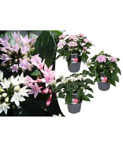 Pentas Starcluster - Rubiaceae - Mix di 3 - Vaso 13cm - Altezza 25-45cm