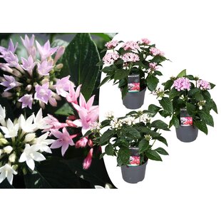 Starcluster Pentas - Rubiaceae - Mix of 3 - Pot 13cm - Height 25-45cm