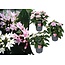Pentas Starcluster - Rubiaceae - Mix di 3 - Vaso 13cm - Altezza 25-45cm