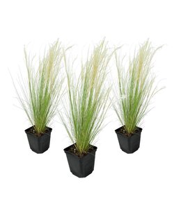 Stipa tenuifolia - 3er Set - 'ponytail' - Ziergräser - ø9cm - Höhe 20-30cm