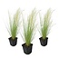 Stipa tenuifolia - 3er Set - 'ponytail' - Ziergräser - ø9cm - Höhe 20-30cm