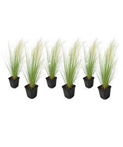Stipa tenuifolia 'Pony Tails' - Set di 6 - Erba - Vaso 9cm - Altezza 20-30cm