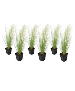 Stipa tenuifolia 'Pony Tails' - Set van 6 - Siergras - Pot 9cm - Hoogte 20-30cm