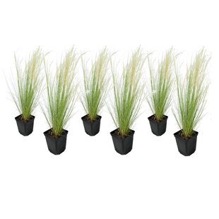 Stipa tenuifolia 'Pony Tails' - Set of 6 - Grass - ø9cm - Height 20-30cm