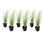 Stipa tenuifolia - 6er Set - 'Pferdeschwanz' - Ziergräser - ø9cm - Höhe 20-30cm