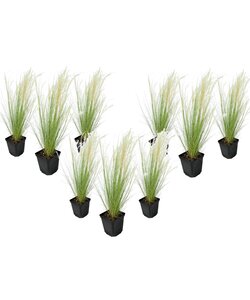Stipa tenuifolia 'Pony Tails' - Set di 9 - Erba - Vaso 9cm - Altezza 20-30cm