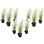 Stipa tenuifolia 'Pony Tails' - Set di 9 - Erba - Vaso 9cm - Altezza 20-30cm