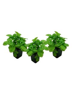 Fragaria x ananassa Roman - 3er Set - Erdbeerpflanze - Topf 9cm - Höhe 15-20cm