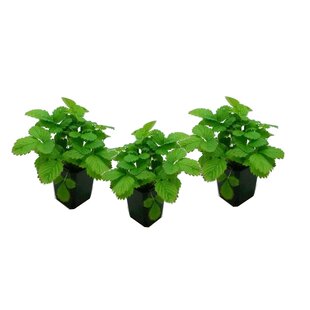 Fragaria x ananassa Roman - 3er Set - Erdbeerpflanze - Topf 9cm - Höhe 15-20cm