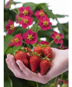Fragaria x ananassa Roman - 6er Set - Erdbeerpflanze - Topf 9cm - Höhe 15-20cm
