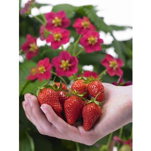 Fragaria x ananassa Roman - Set of 6 - Strawberry plant - ⌀9cm - Height 15-20cm