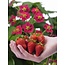 Fragaria x ananassa Roman - 6er Set - Erdbeerpflanze - Topf 9cm - Höhe 15-20cm