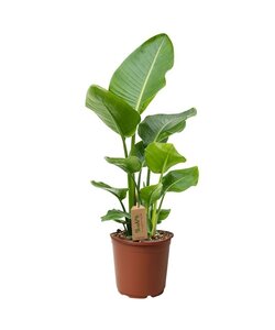 Strelitzia 'Bird of Paradise' plant - ø17cm - Height 55-70cm