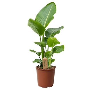 Strelitzia 'Bird of Paradise' plant - ø17cm - Height 55-70cm