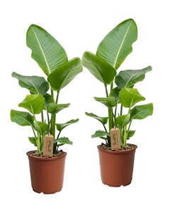 Strelitzia 'Bird of Paradise' plant - Set of 2 - Pot 17 cm - Height 55-70cm