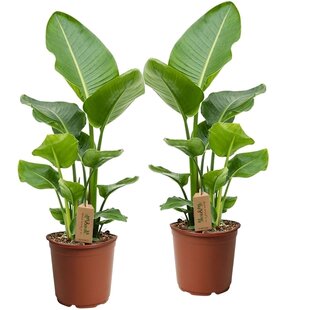 Strelitzia 'Bird of Paradise' plant - Set of 2 - ø17cm - Height 55-70cm