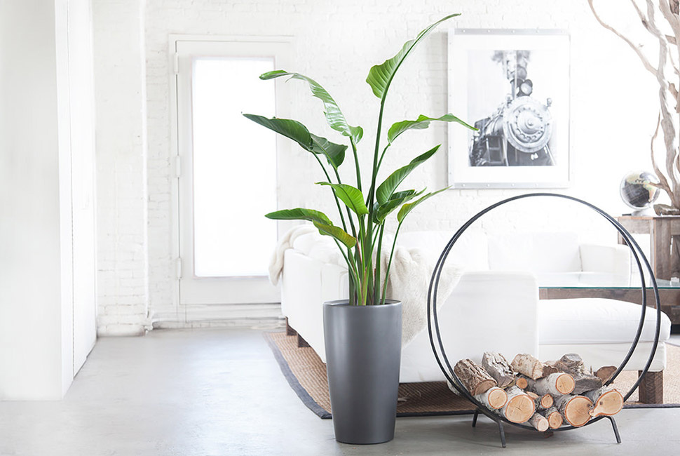 Plant in a box - strelitzia nicolai - plante verte interieur vivante -  plante oiseau du paradis - pot 17cm - hauteur 55-70cm